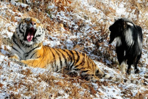 Історія дружби тимура та амура виявилася вигадкою Історія дружби тимура та амура виявилася вигадкою